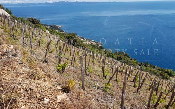 Croatia Dingac Postup large vineyard land for sale