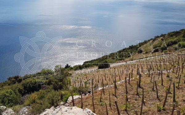 Croatia Dingac Postup large vineyard land for sale