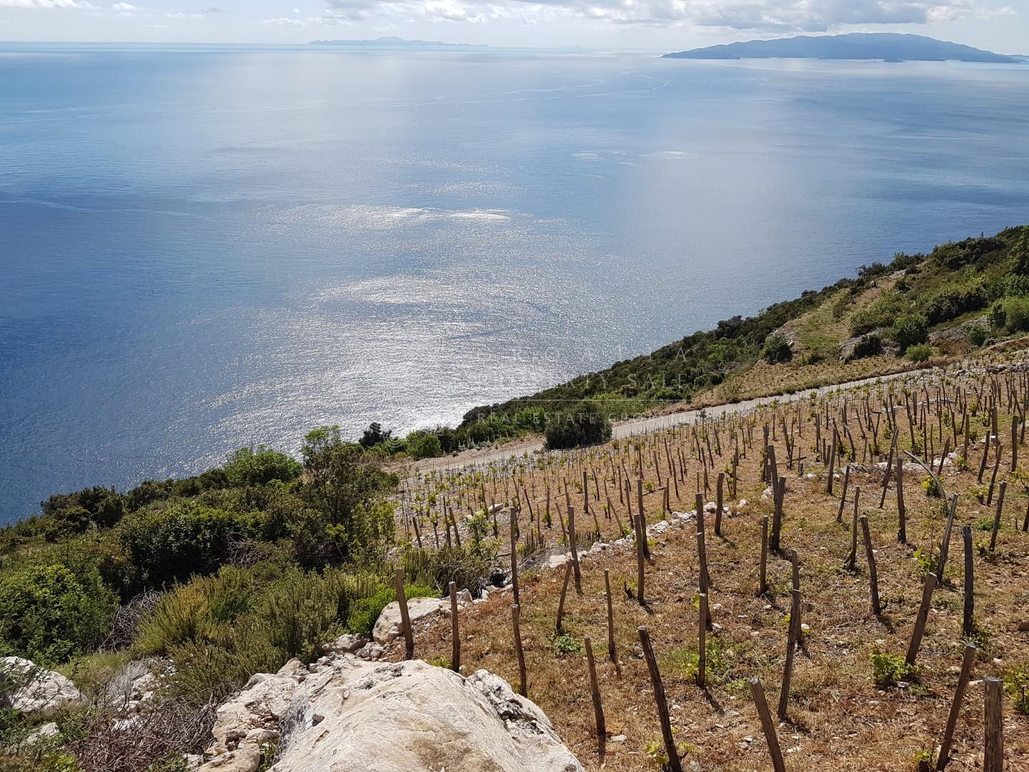Croatia Dingac Postup large vineyard land for sale