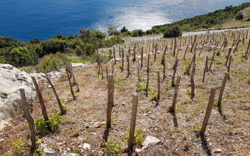 Croatia Dingac Postup large vineyard land for sale