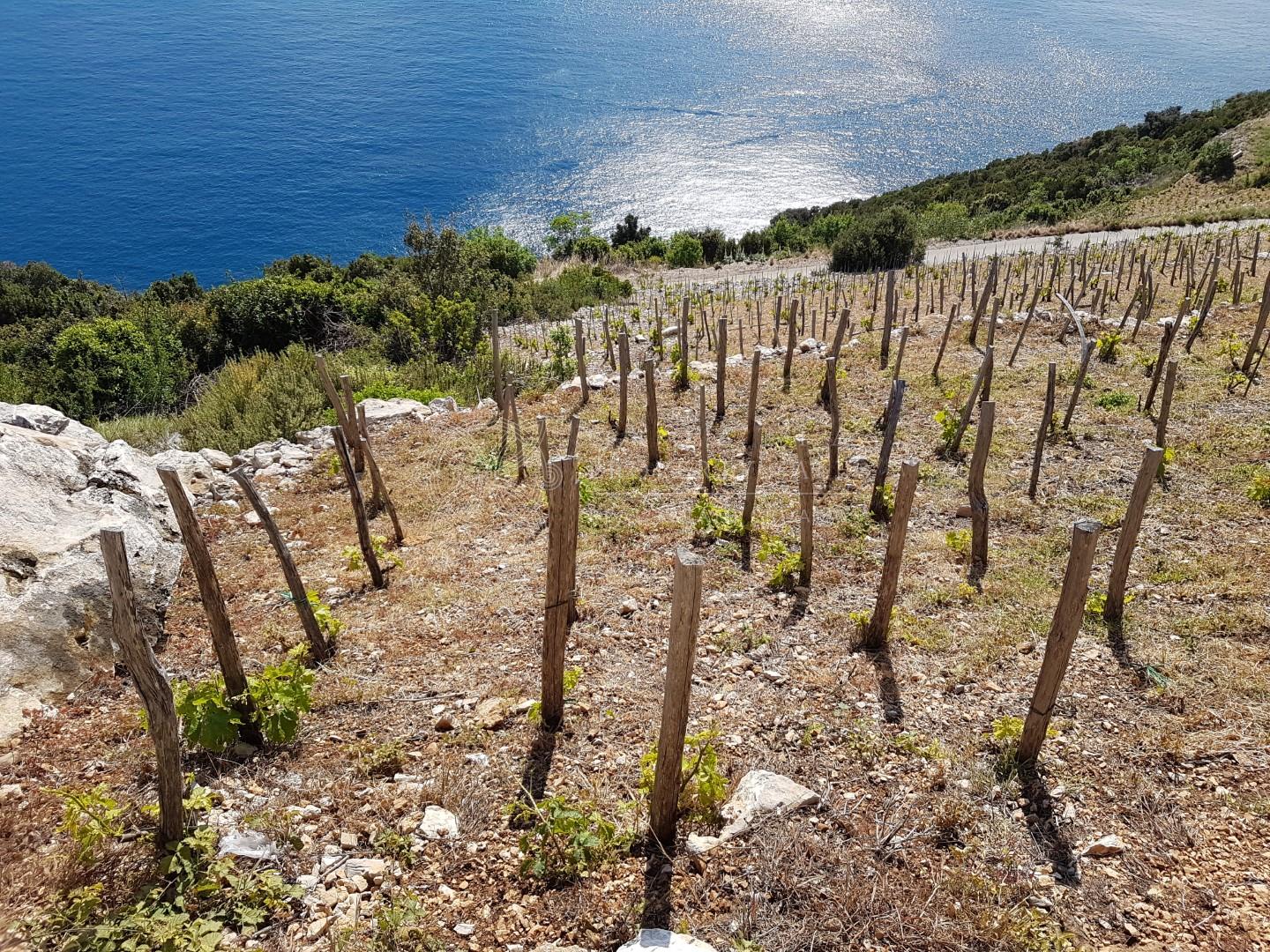 Croatia Dingac Postup large vineyard land for sale