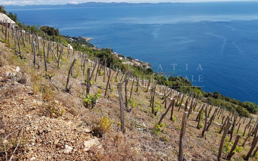 Croatia Peljesac Dingac vineyard land for sale